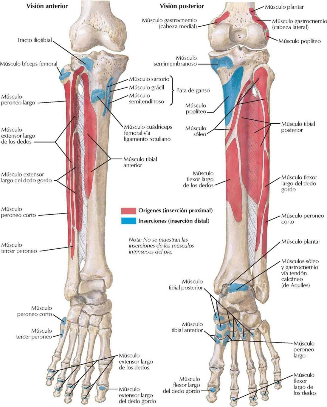 Inserciones de los músculos de la pierna