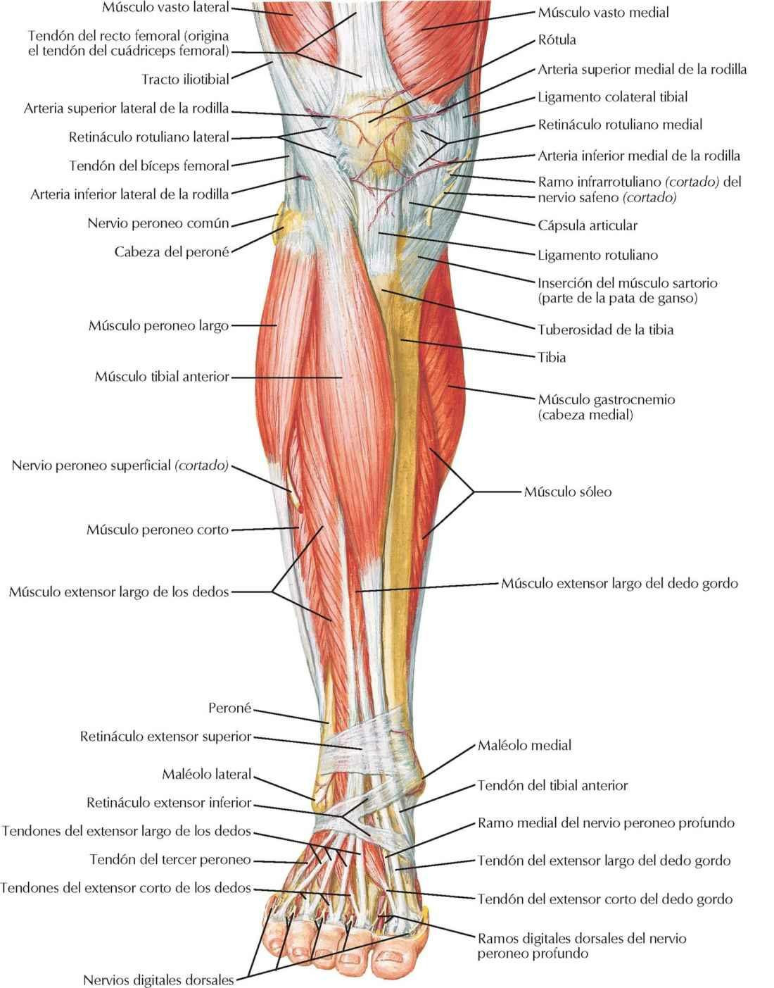 Músculos de la pierna (disección superficial): visión anterior