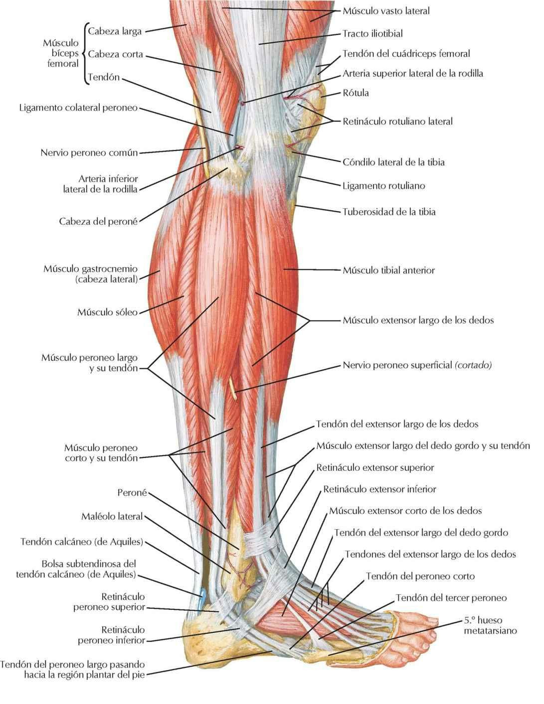 Músculos de la pierna: visión lateral