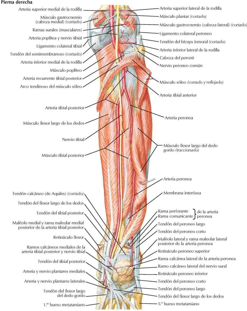 Músculos de la pierna (disección profunda): visión posterior