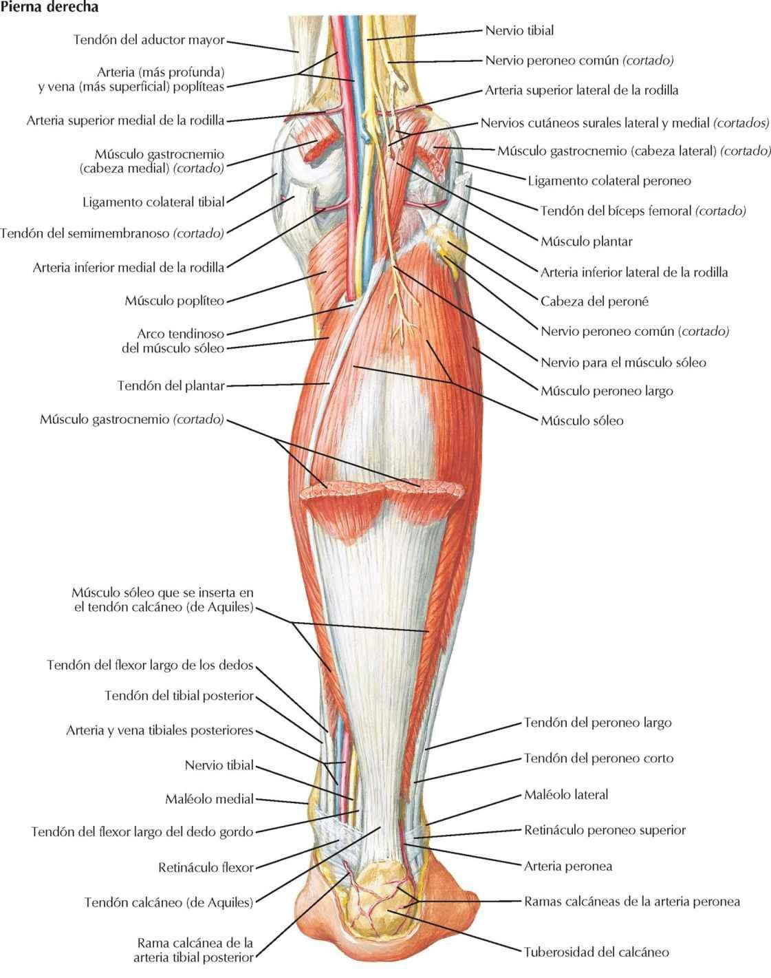 Músculos de la pierna (disección intermedia): visión posterior