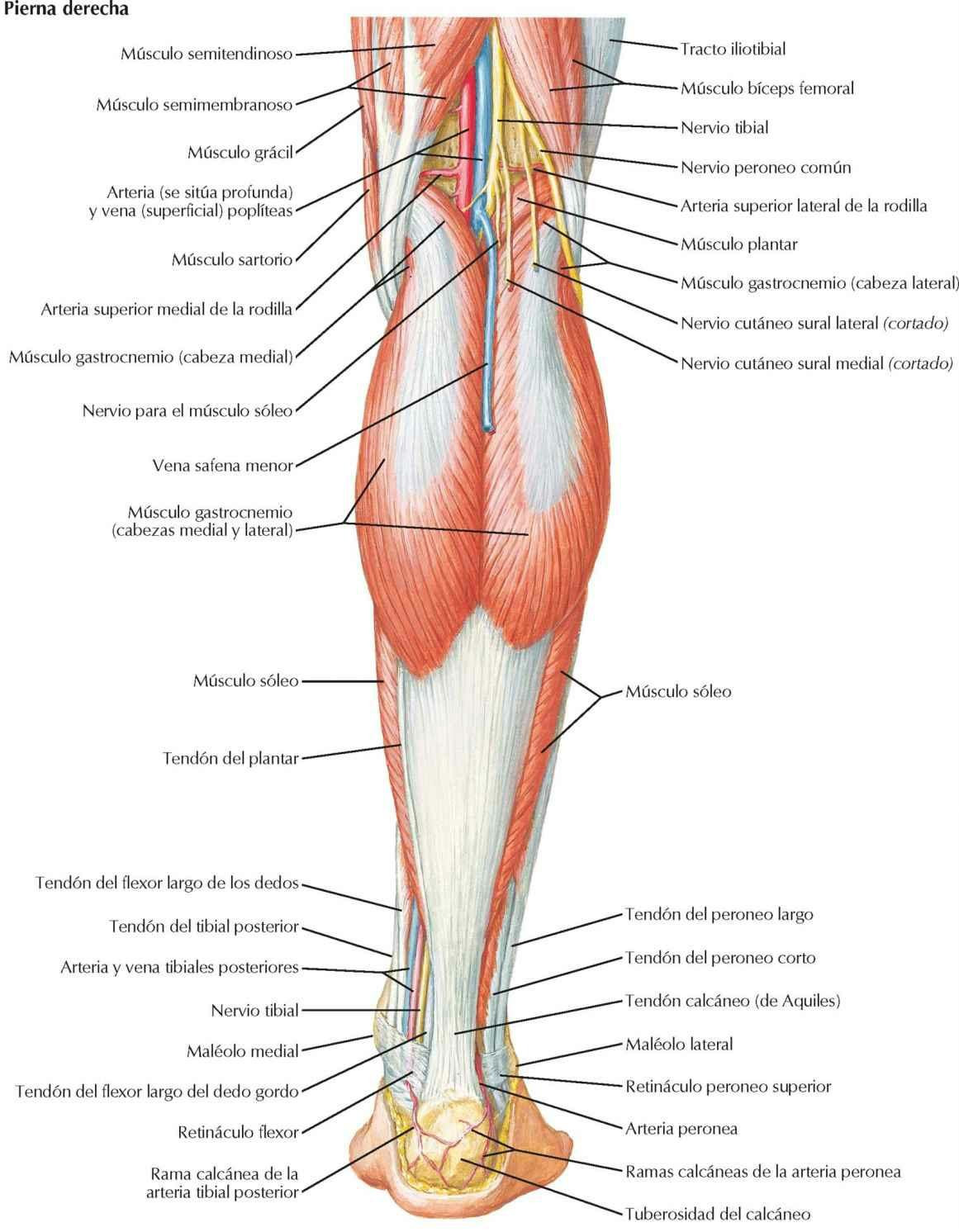 Músculos de la pierna (disección superficial): visión posterior