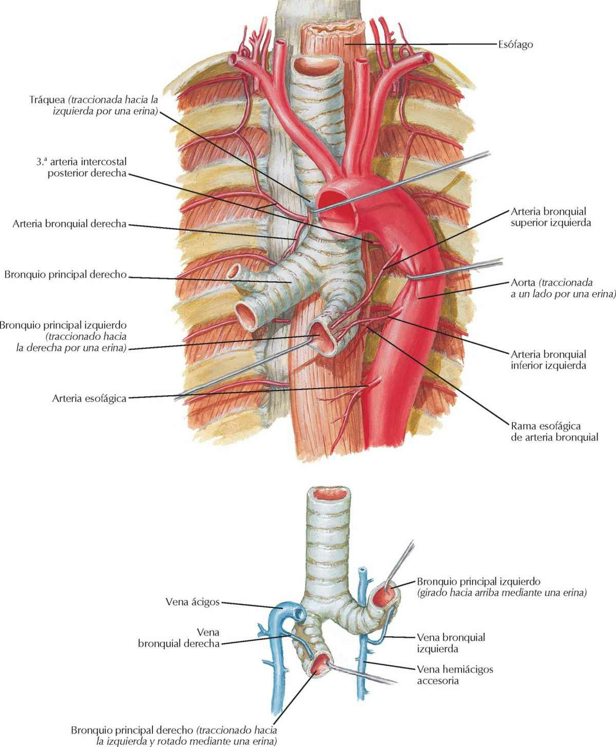 Arterias y venas bronquiales