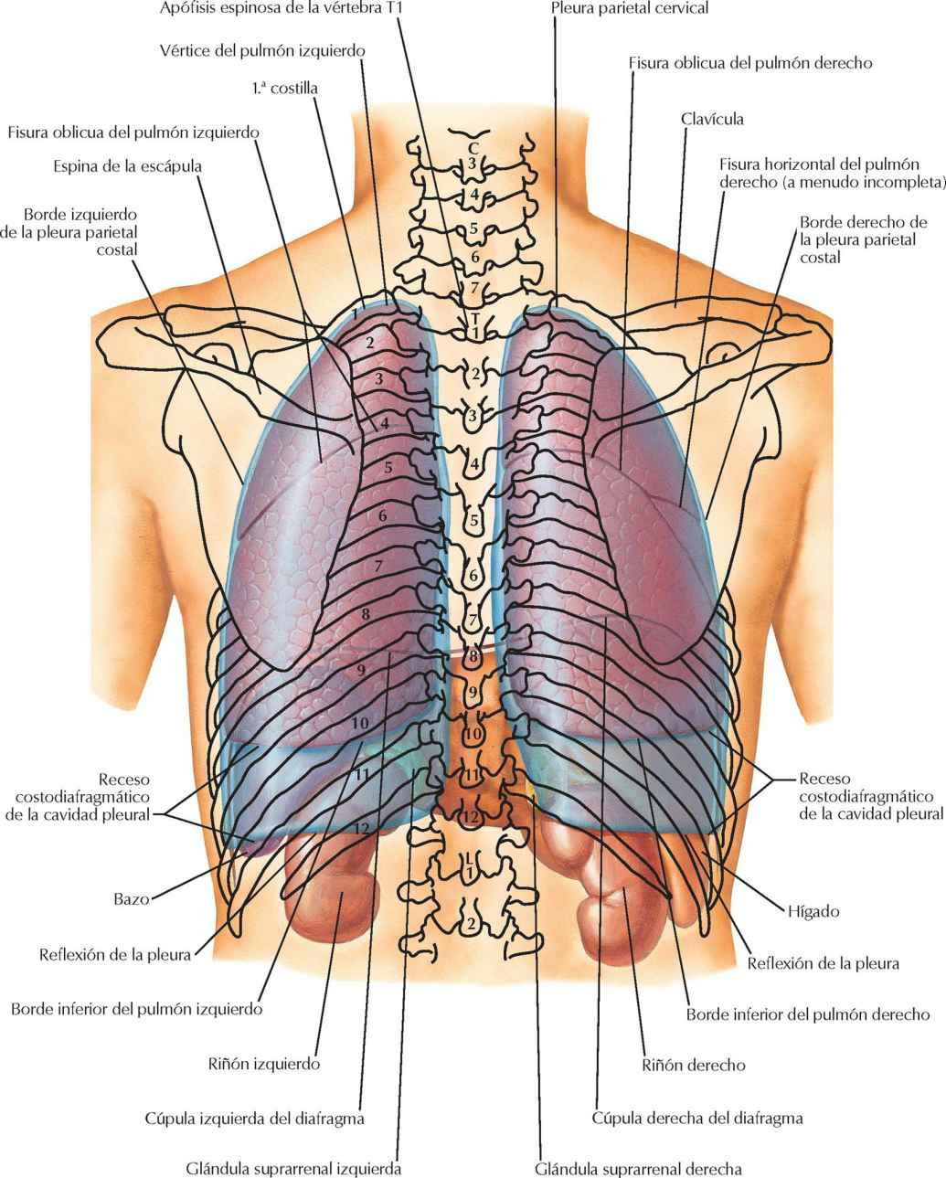 Topografía de los pulmones: visión posterior