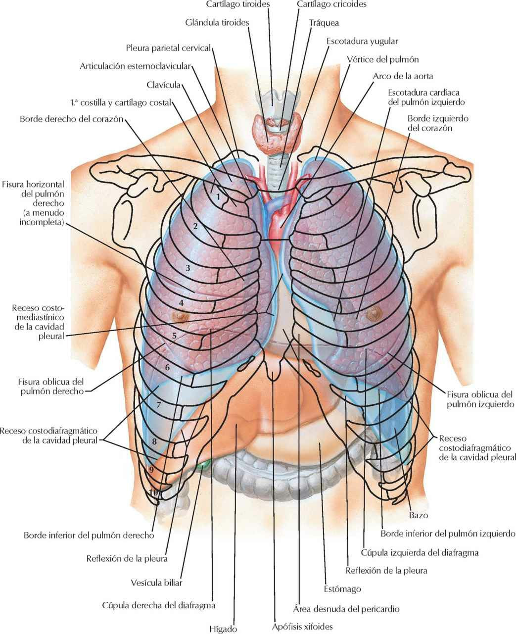 Topografía de los pulmones: visión anterior