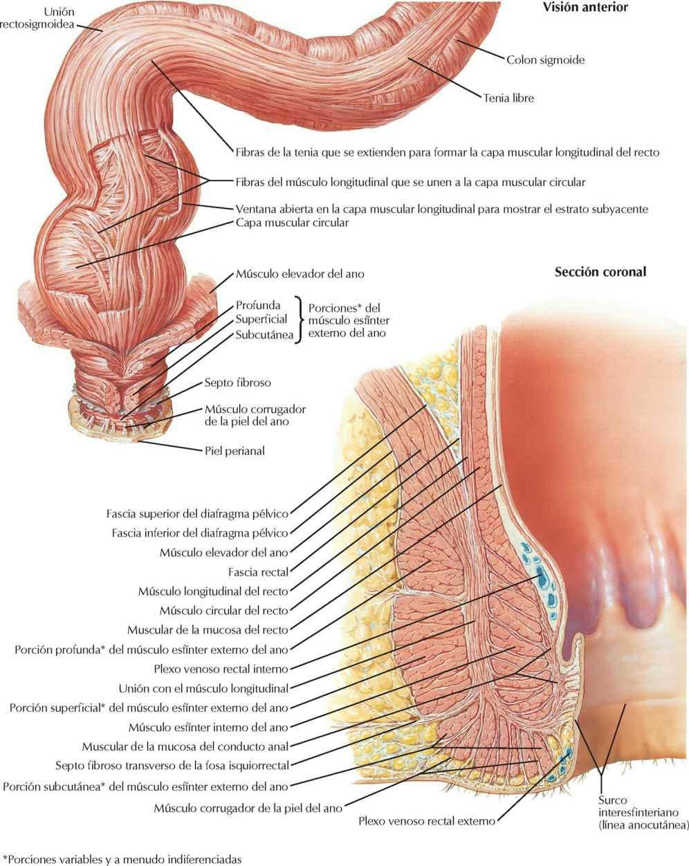 Musculatura anorrectal