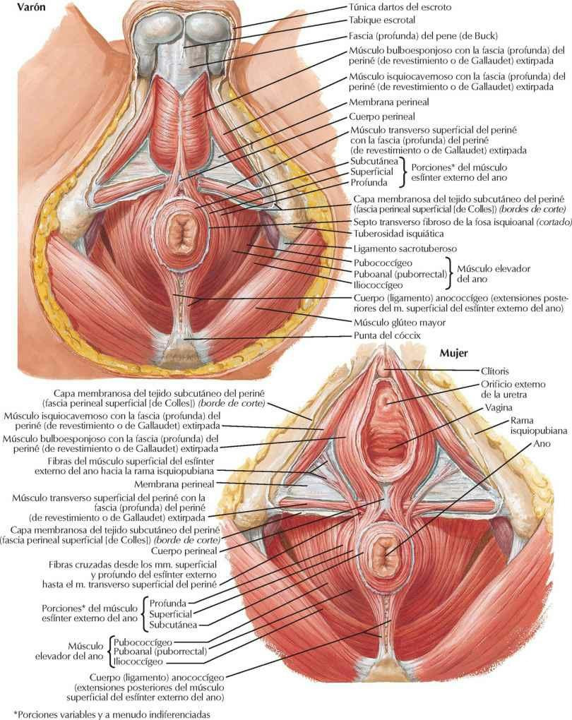Músculo esfínter externo del ano: visiones perineales