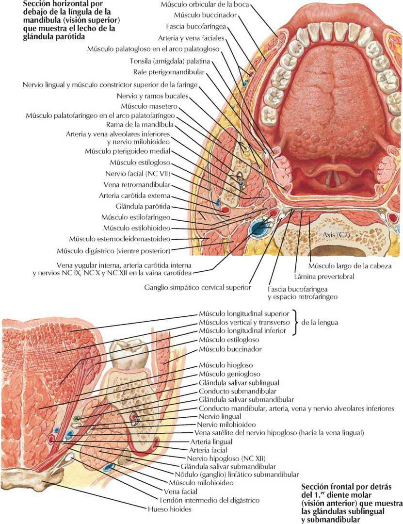 Lengua y glándulas salivares: secciones.