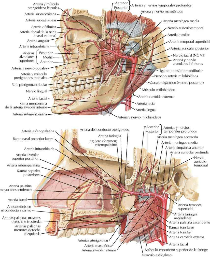 Arteria maxilar.