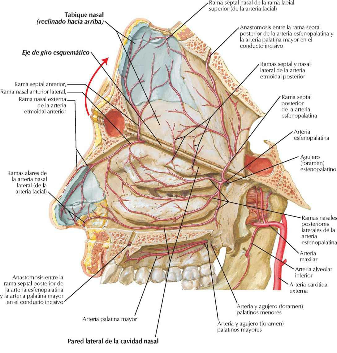 Arterias de la cavidad nasal: tabique nasal
reclinado hacia arriba.