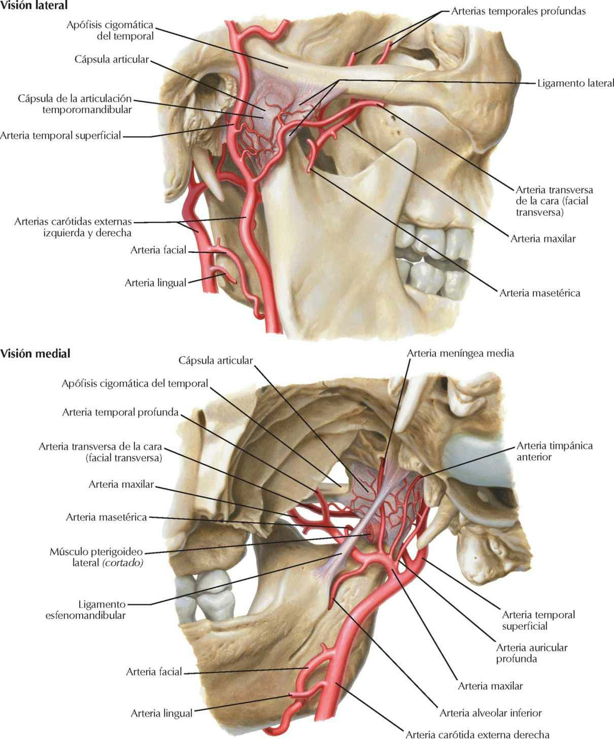 Arterias maxilar (porción proximal) y
temporal superficial.