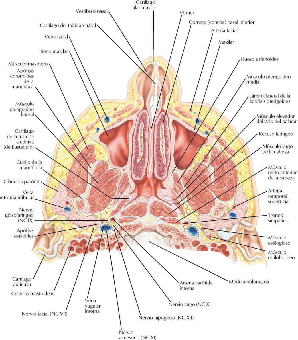Cavidad nasal y seno maxilar: sección
transversal.