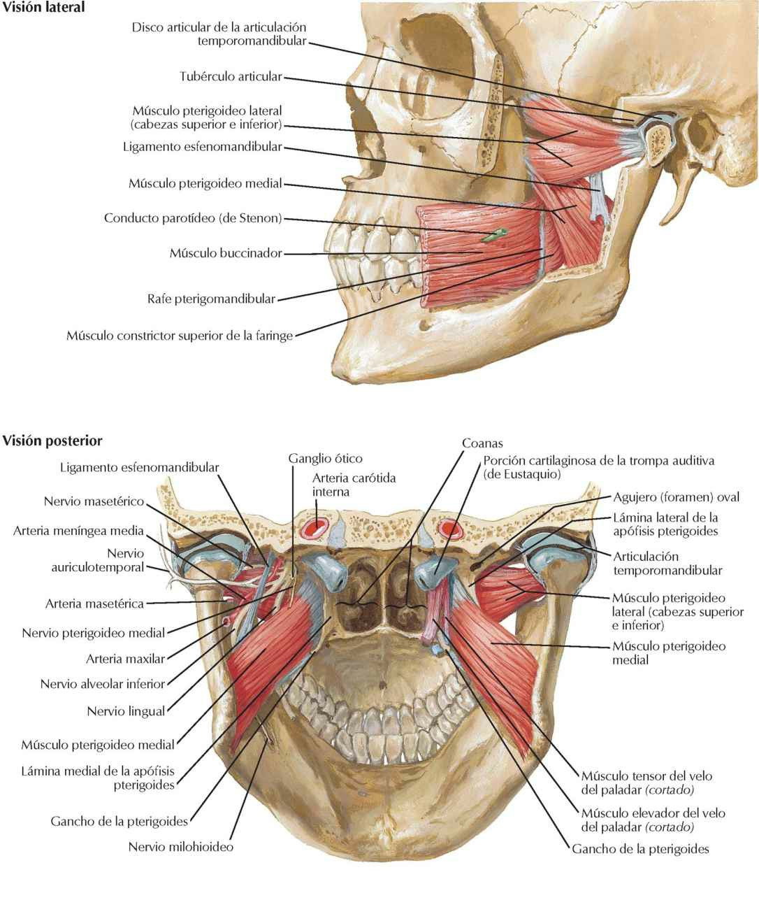 Músculos implicados en la masticación.