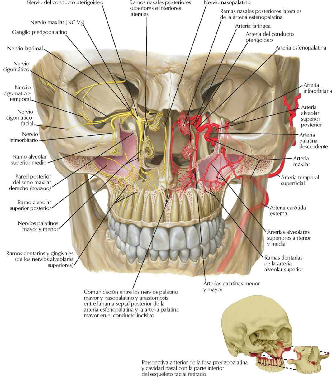 Nervios y arterias profundos de la cara.