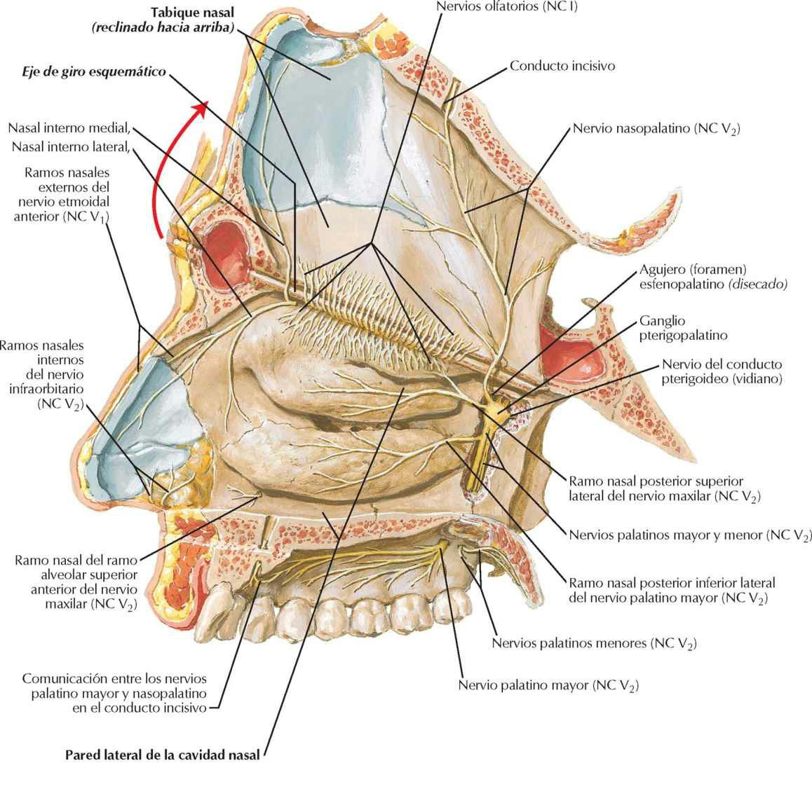 Nervios de la cavidad nasal: tabique nasal
reclinado hacia arriba.