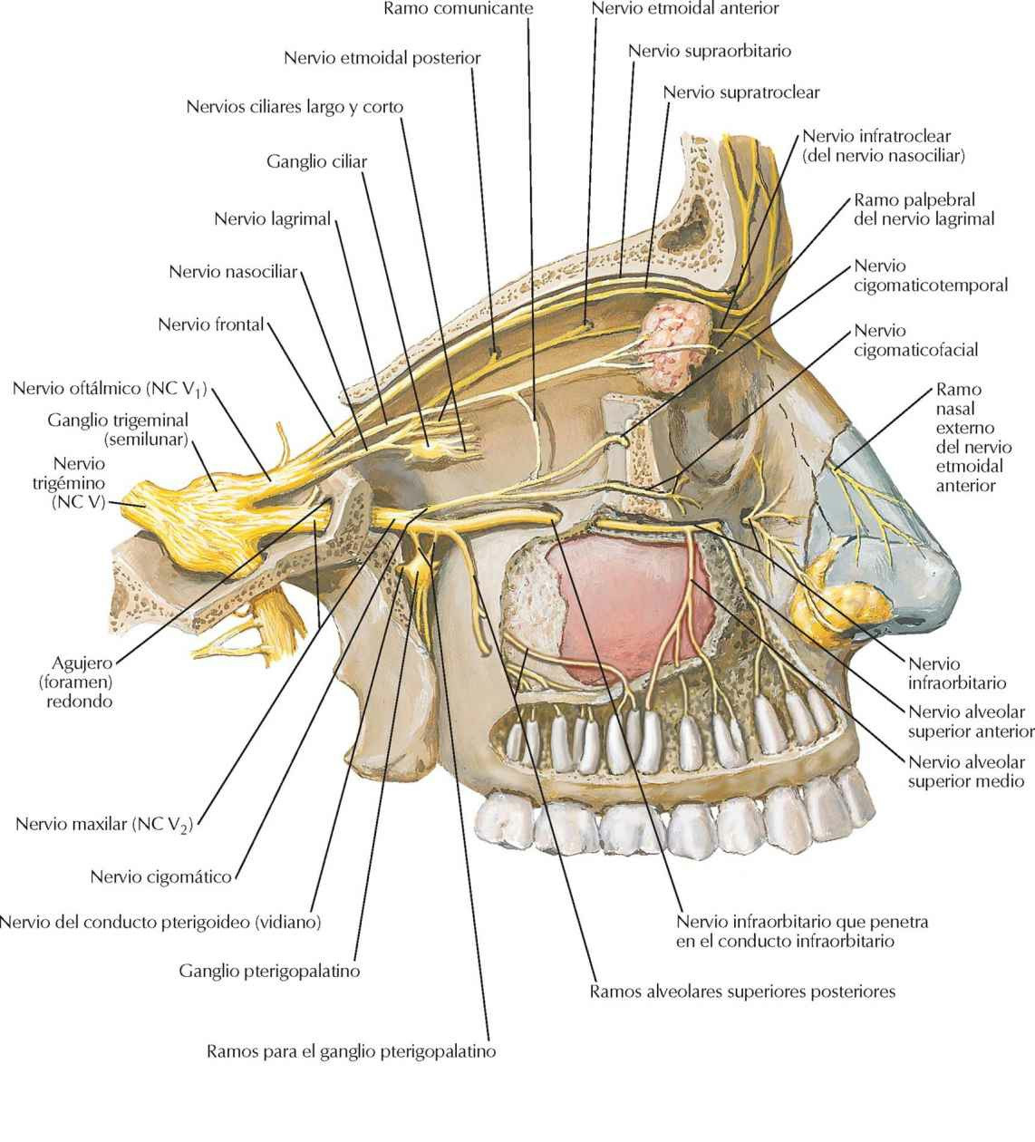 Nervios oftálmico (NC V 1) y maxilar (NC V 2).