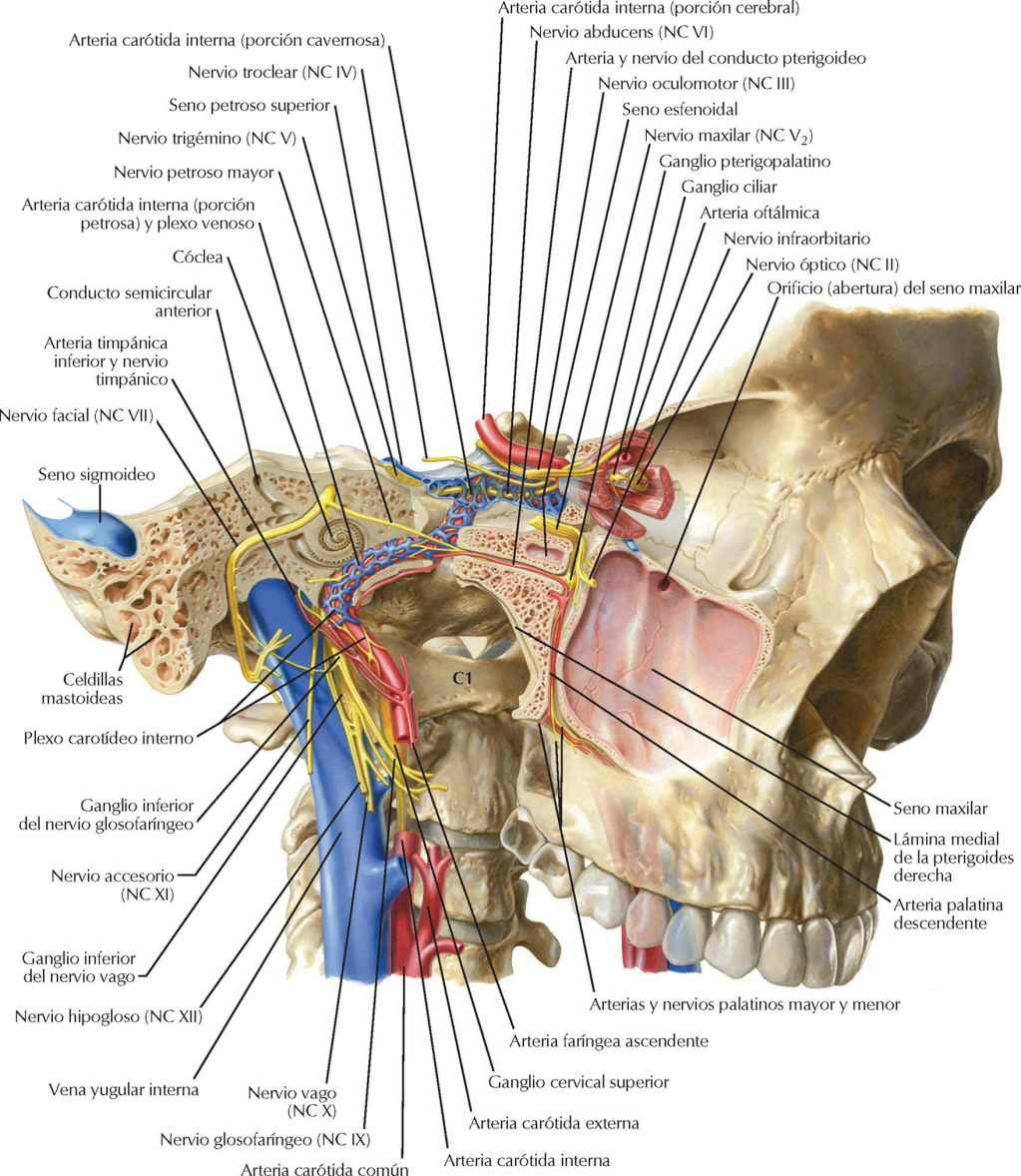 Orientación de nervios y vasos de la base
del cráneo.