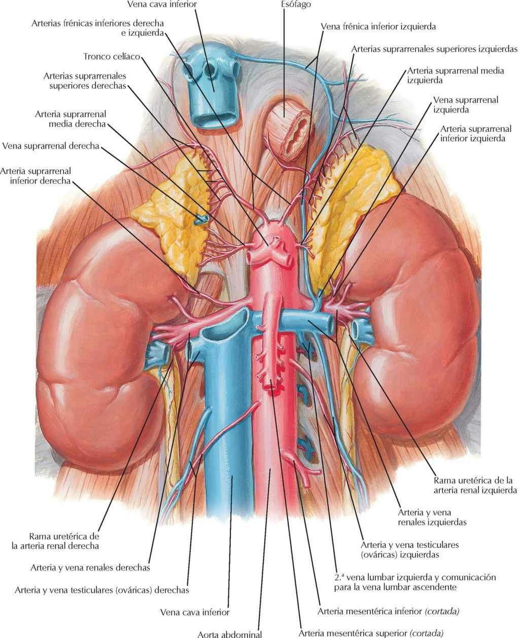 Arteria y vena renales in situ
