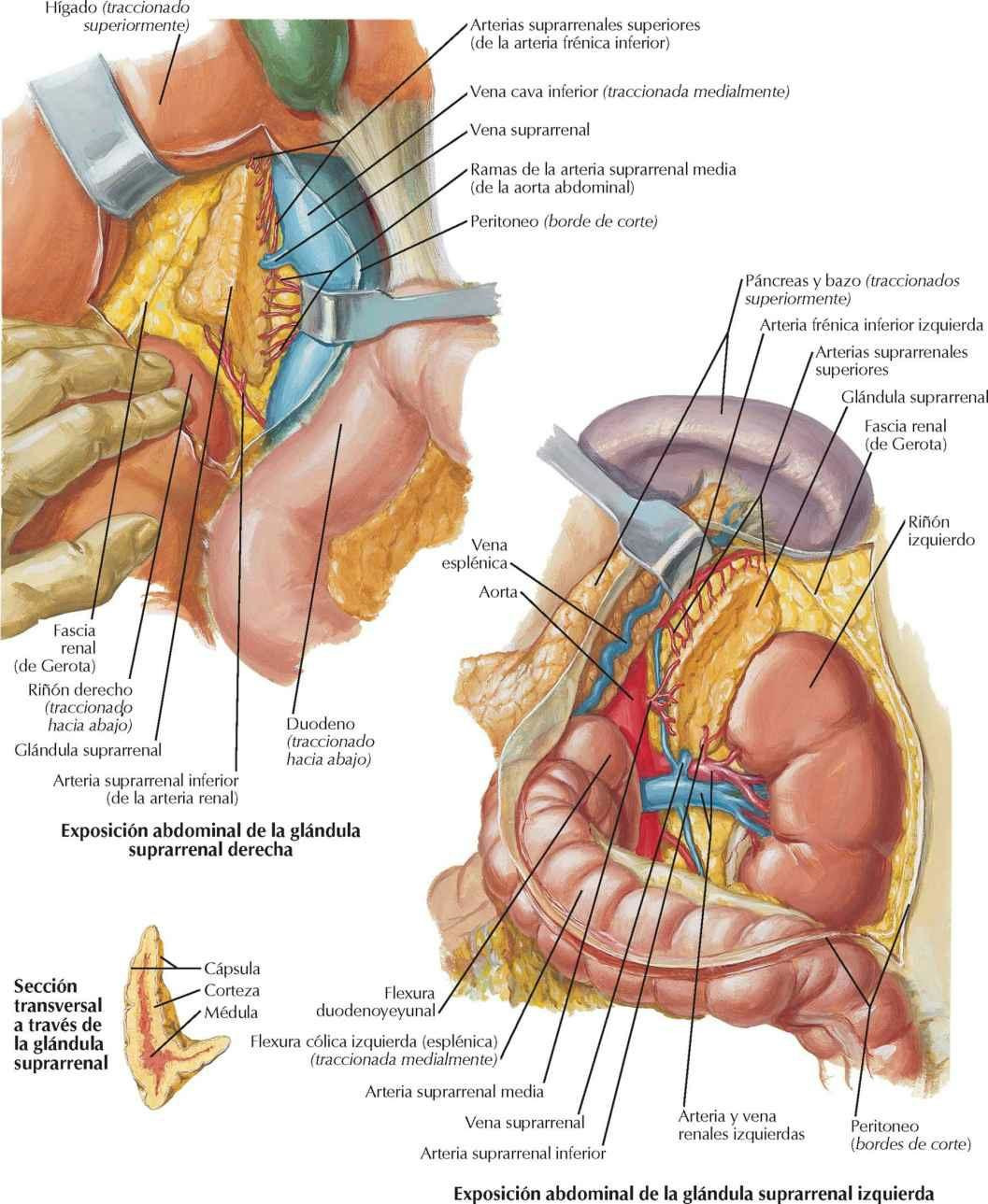 Arterias y venas de las glándulas suprarrenales in situ