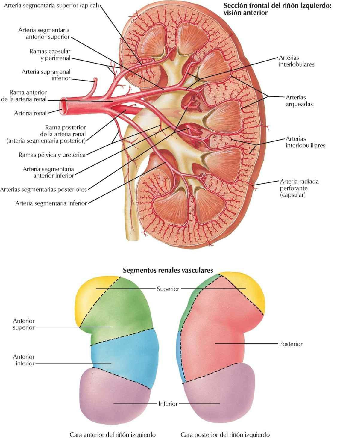 Arterias intrarrenales y segmentos del
riñón