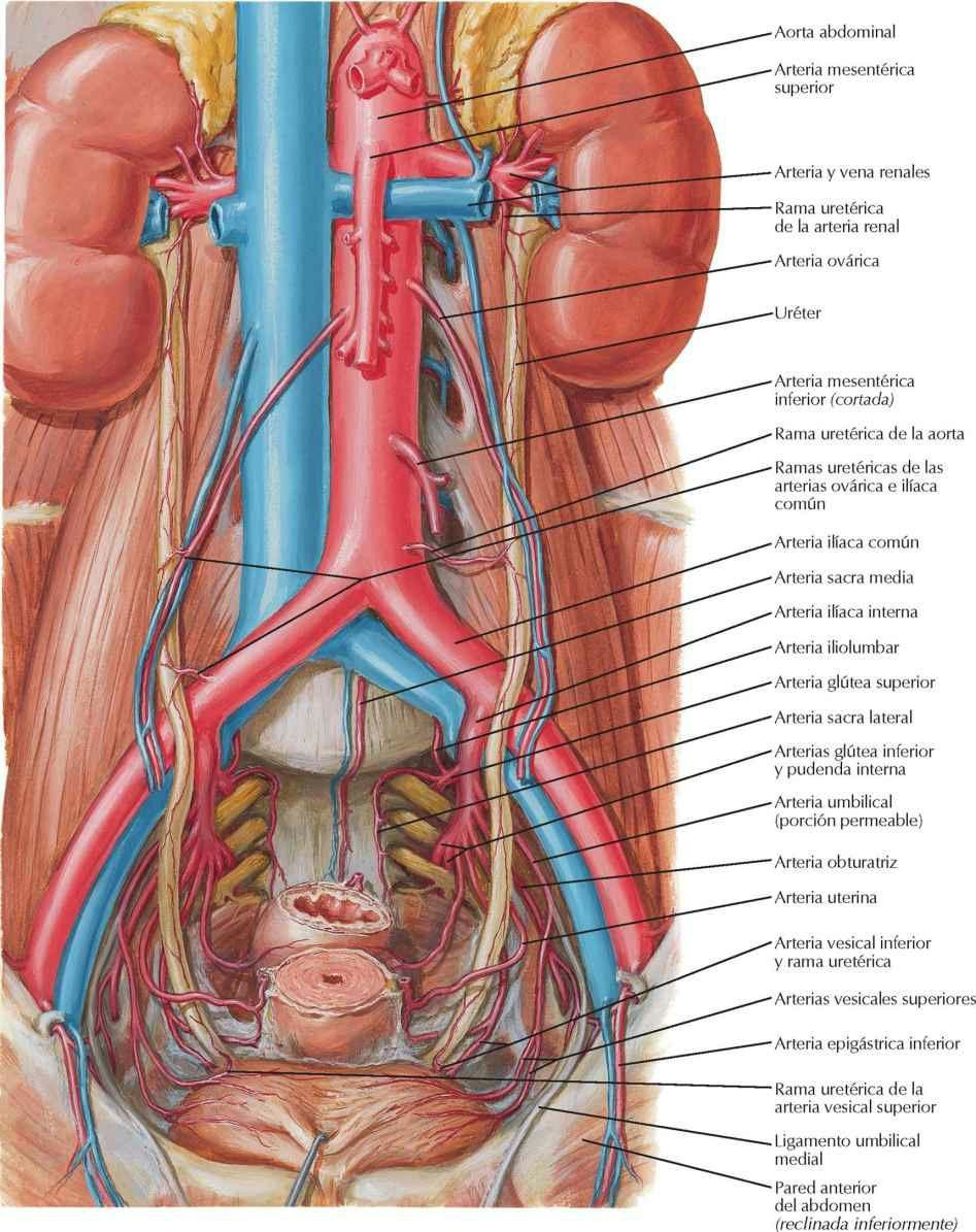 Arterias de los uréteres y vejiga urinaria