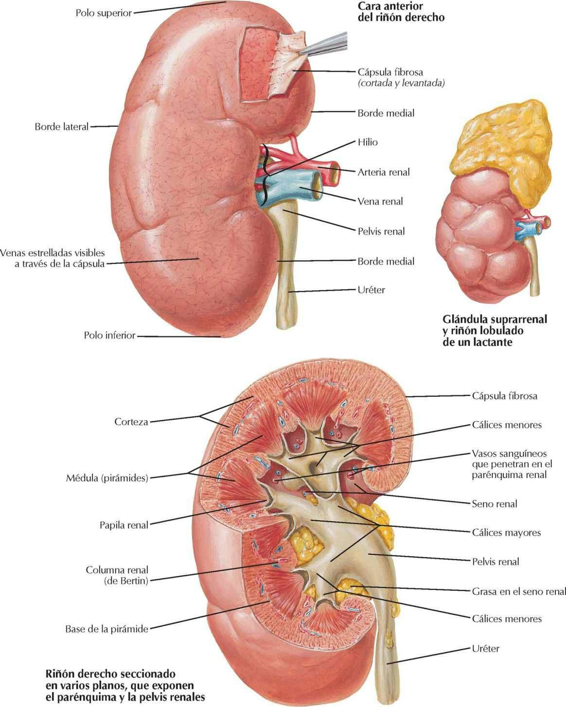 Estructura macroscópica del riñón
