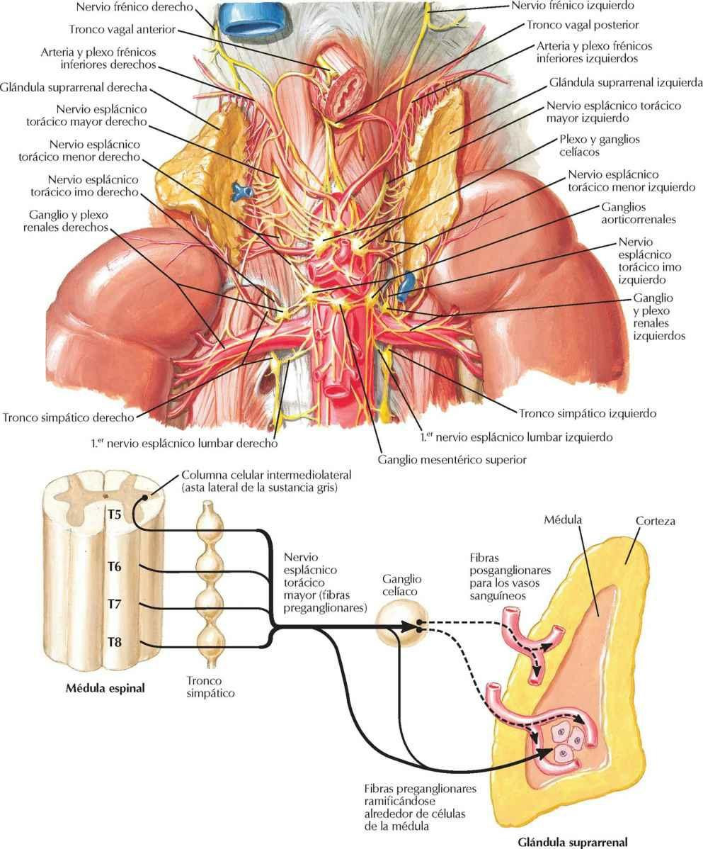 Nervios autónomos de las glándulas suprarrenales: disección y esquema