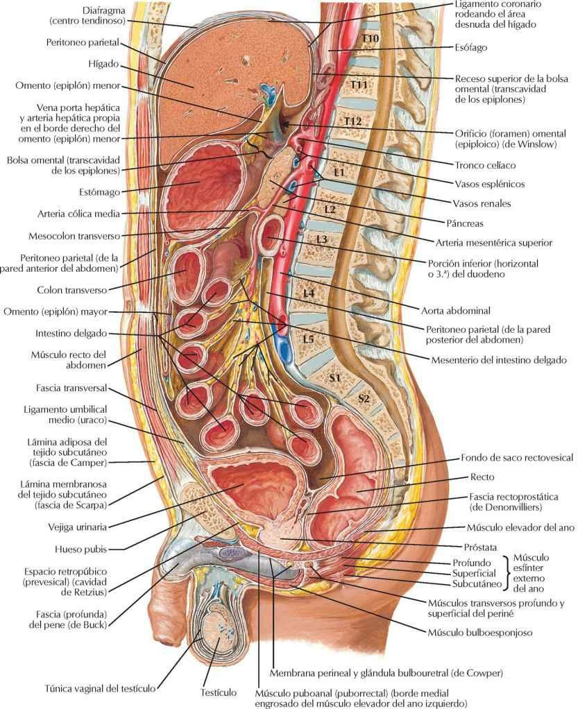 Pared y vísceras abdominales: sección paramediana (parasagital)