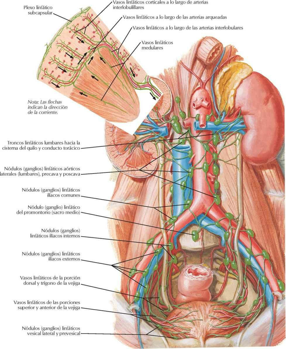 Vasos y nódulos (ganglios) linfáticos de los riñones y vejiga urinaria