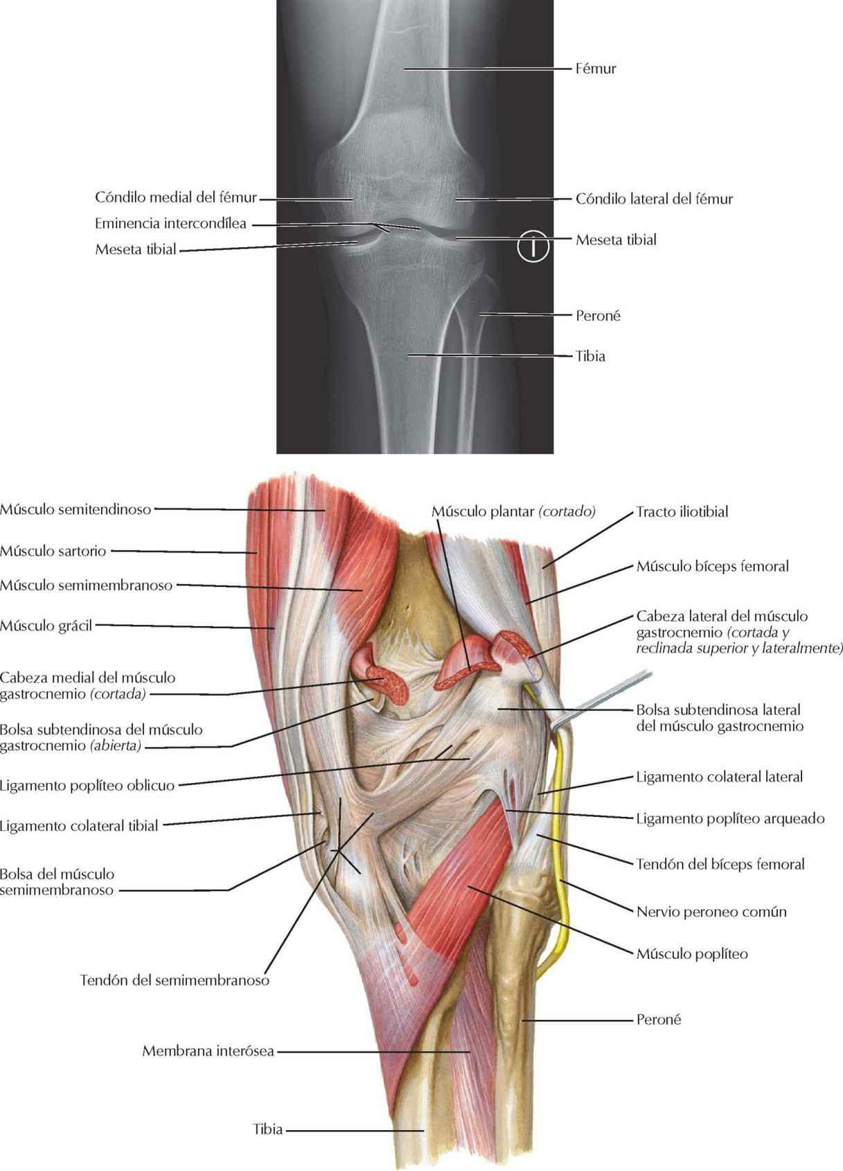 Rodilla: radiografía anteroposterior y visión posterior
