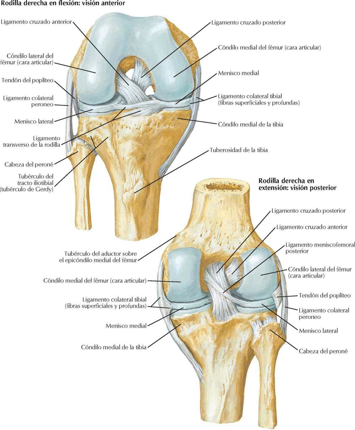Rodilla: ligamentos cruzados y colaterales
