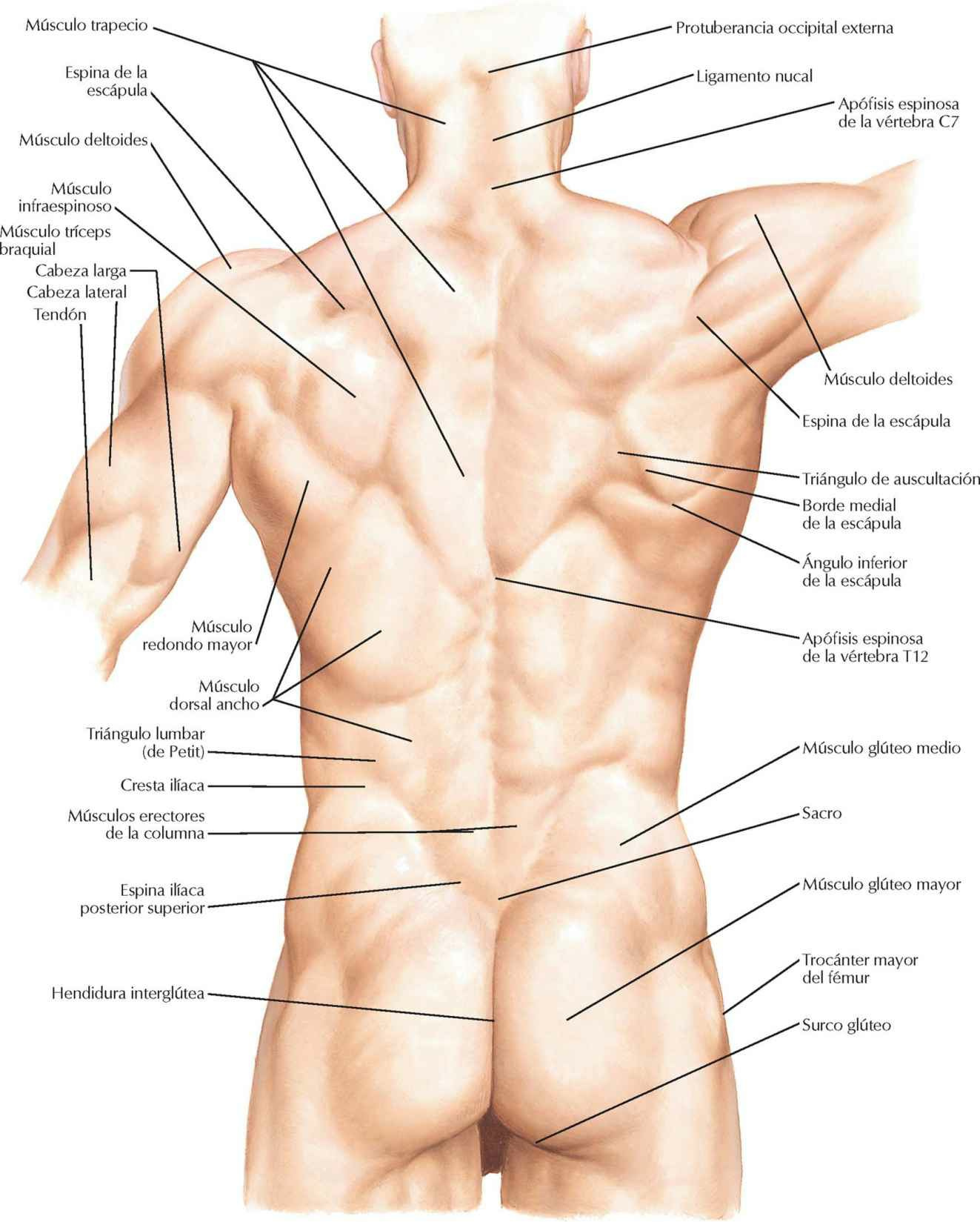 Dorso: anatomía de superficie