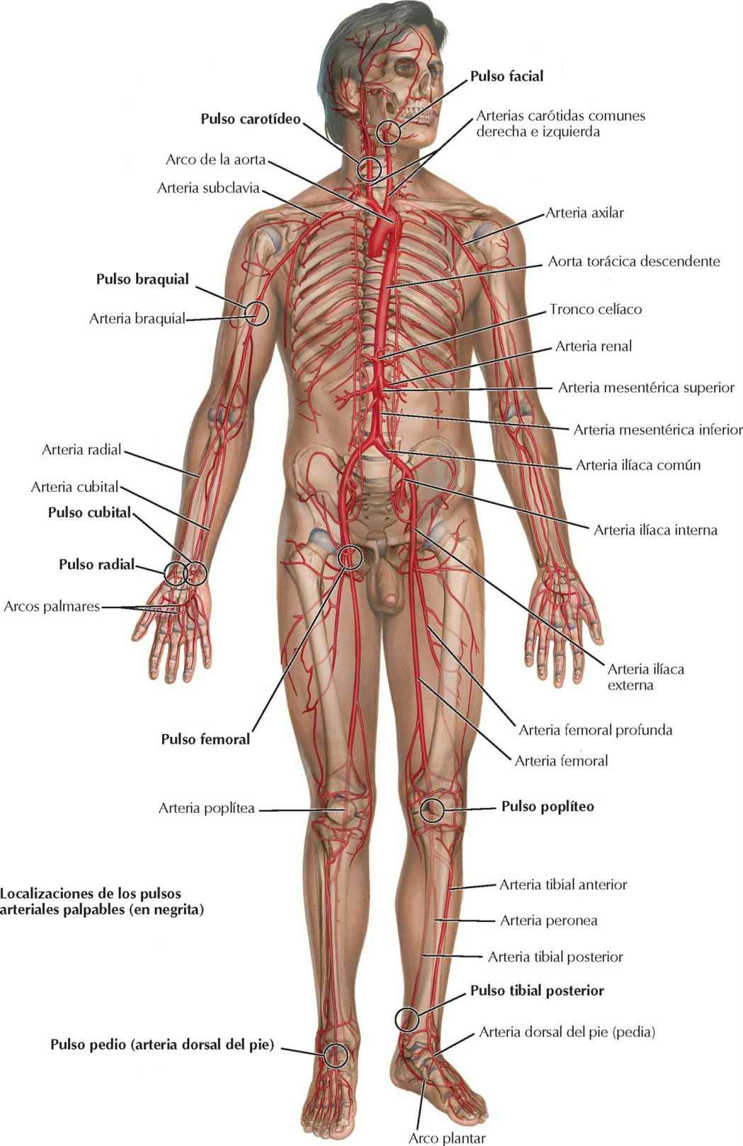 Arterias principales y pulso