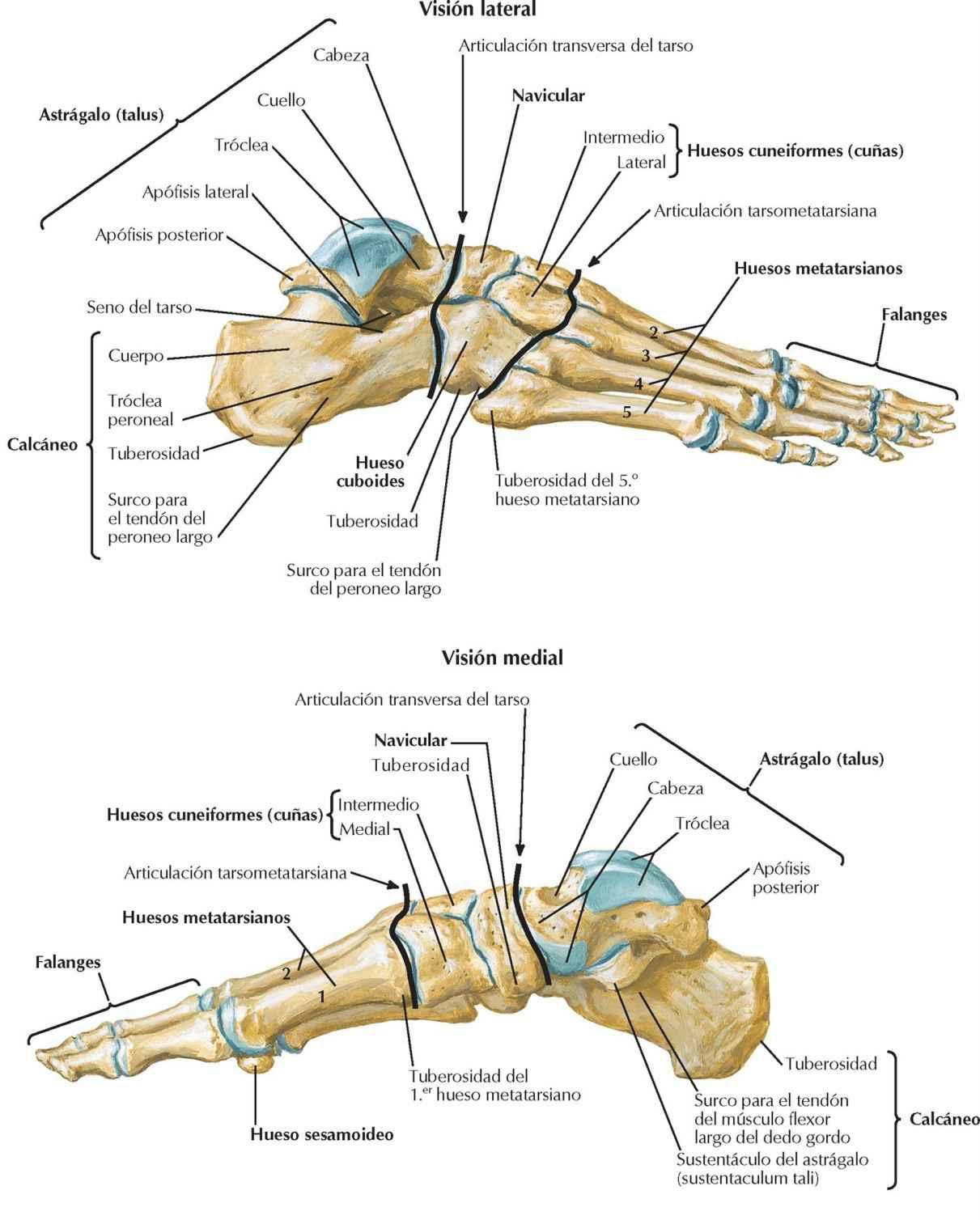 Huesos del pie (y 2)