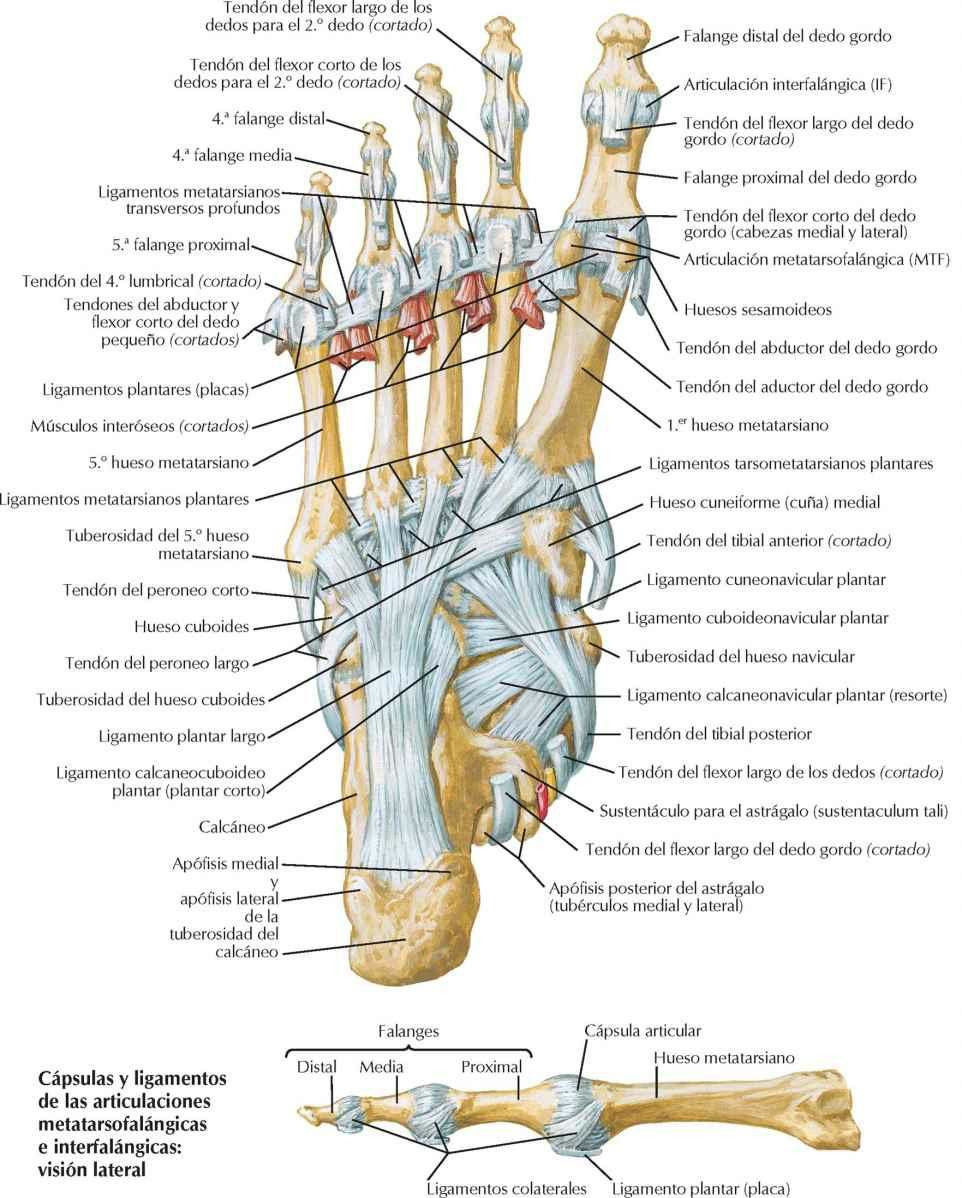 Ligamentos y tendones del pie: visión plantar