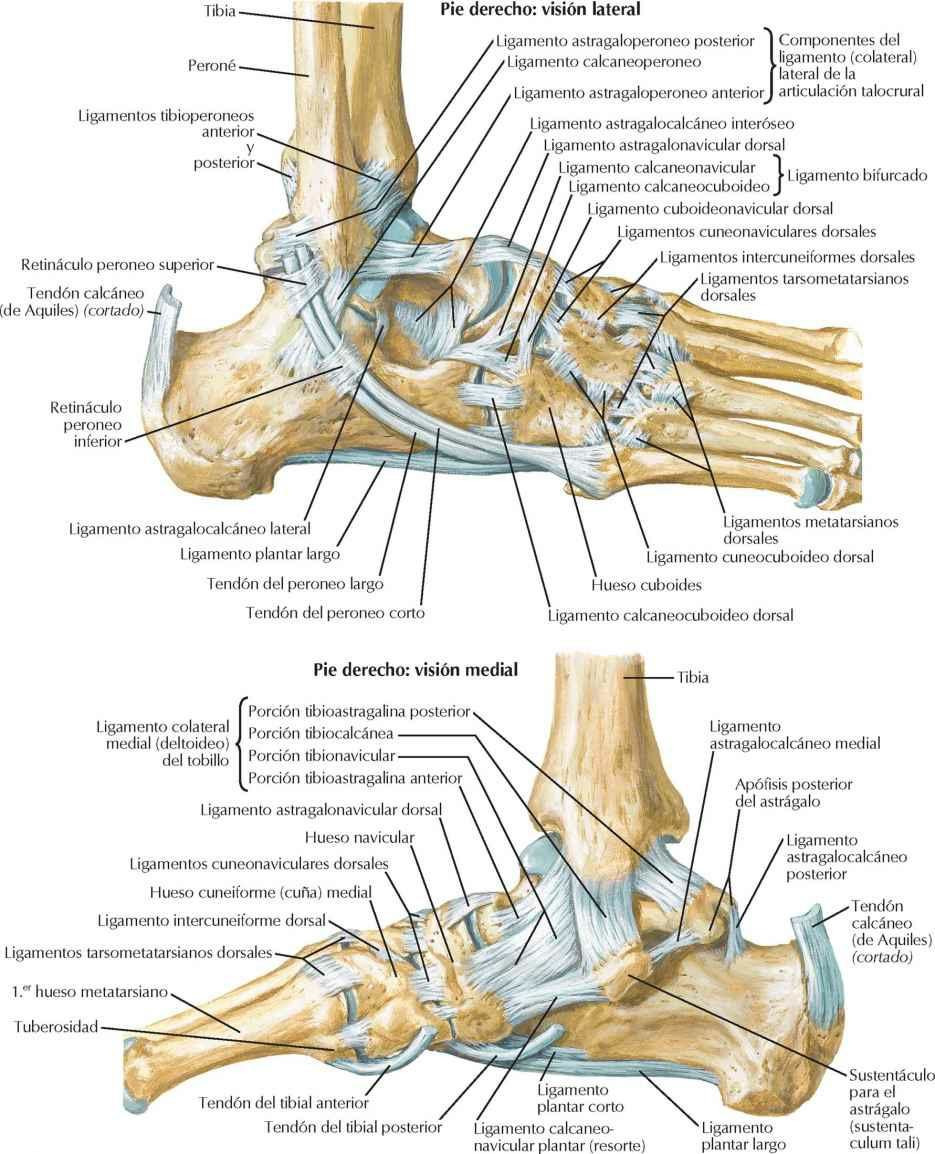 Ligamentos y tendones del tobillo y tarso