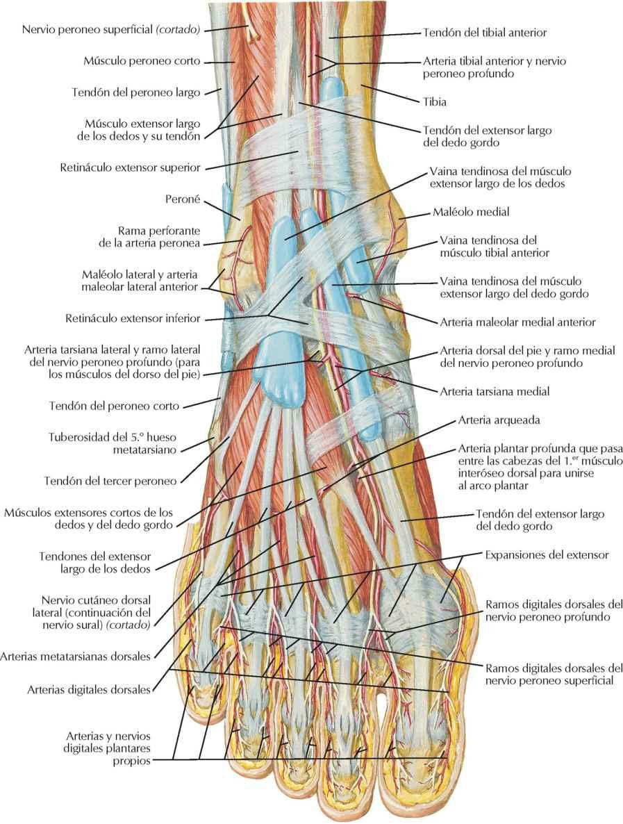 Músculos del dorso del pie: disección superficial