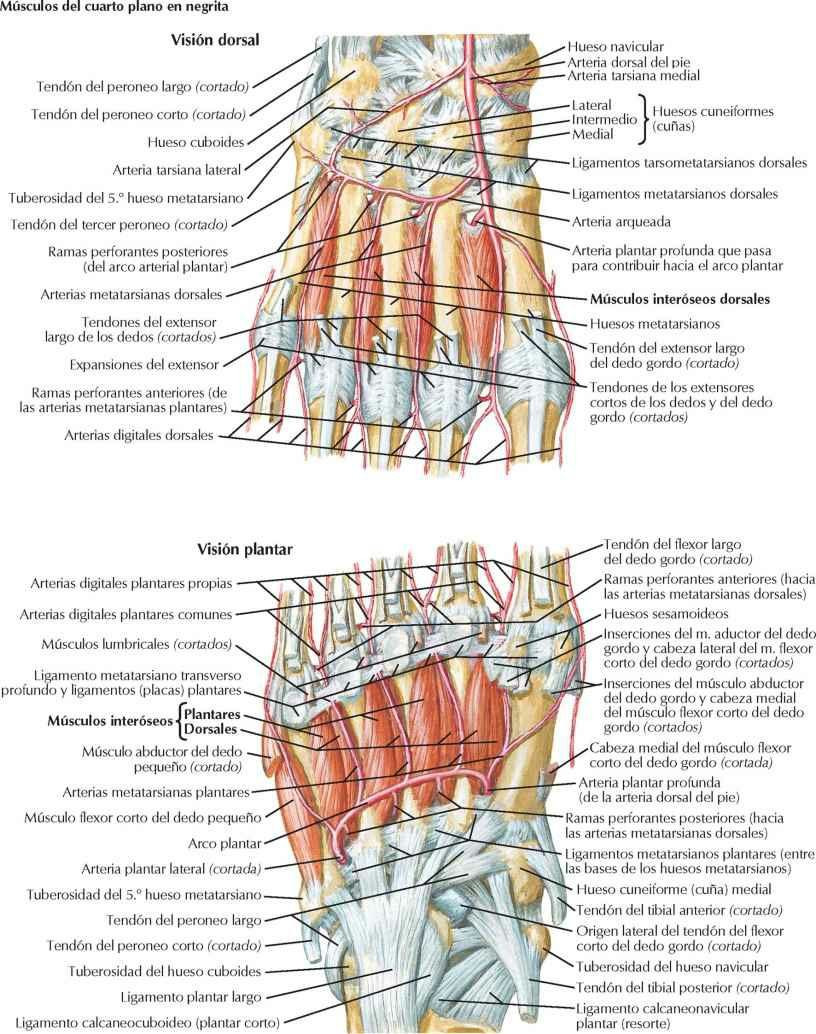 Músculos interóseos y arterias profundas del pie
