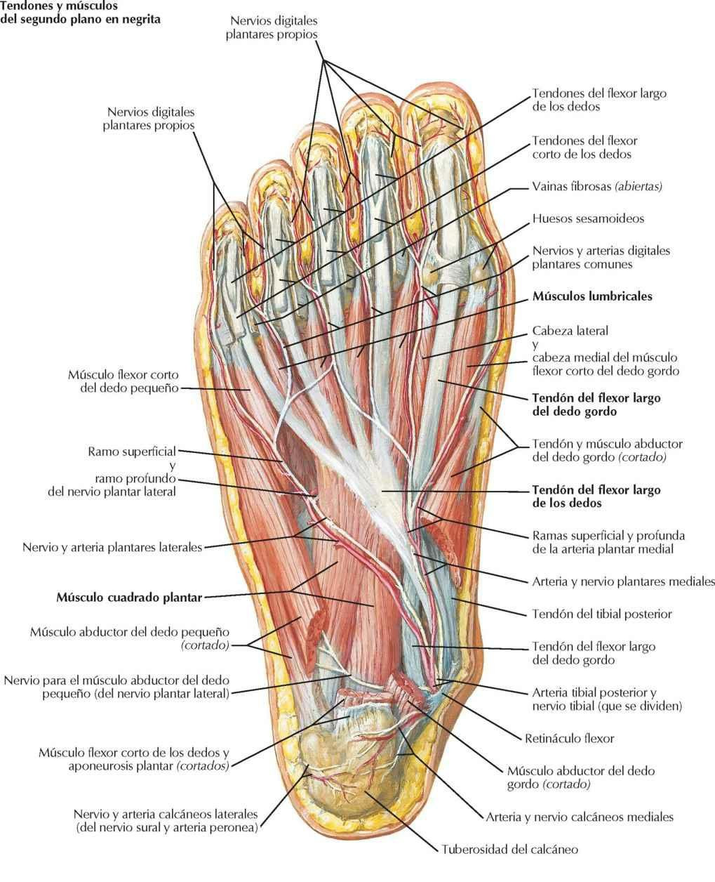 Músculos de la región plantar del pie: segundo plano