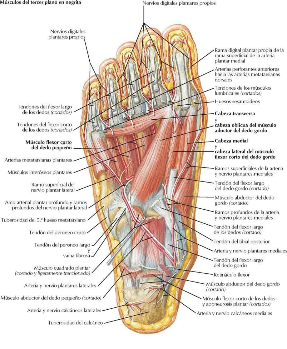 Músculos de la región plantar del pie: tercer plano