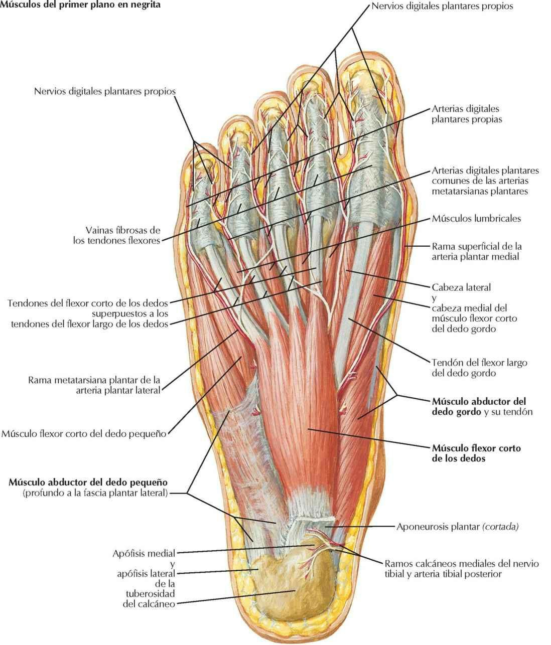 Músculos de la región plantar del pie: primer plano