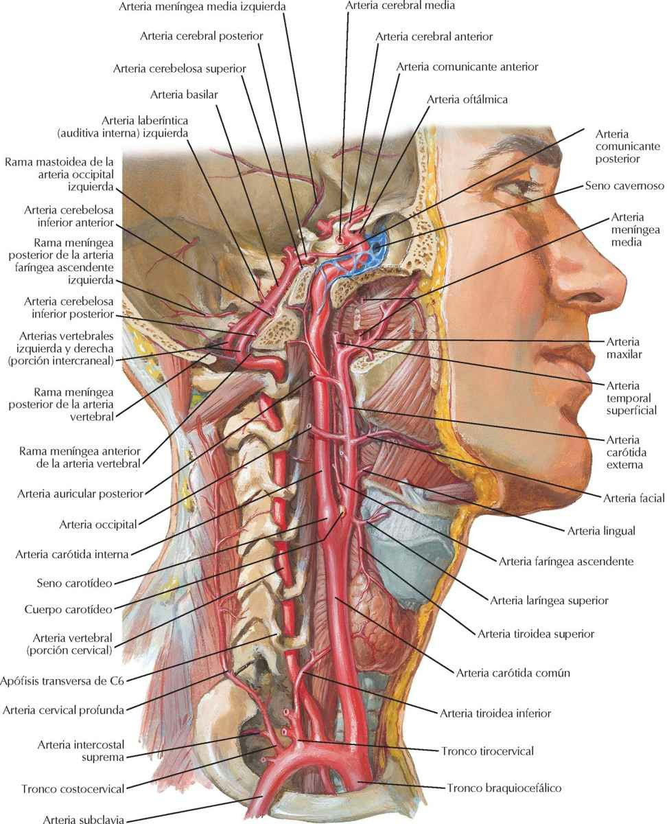 Arterias del encéfalo y meninges.