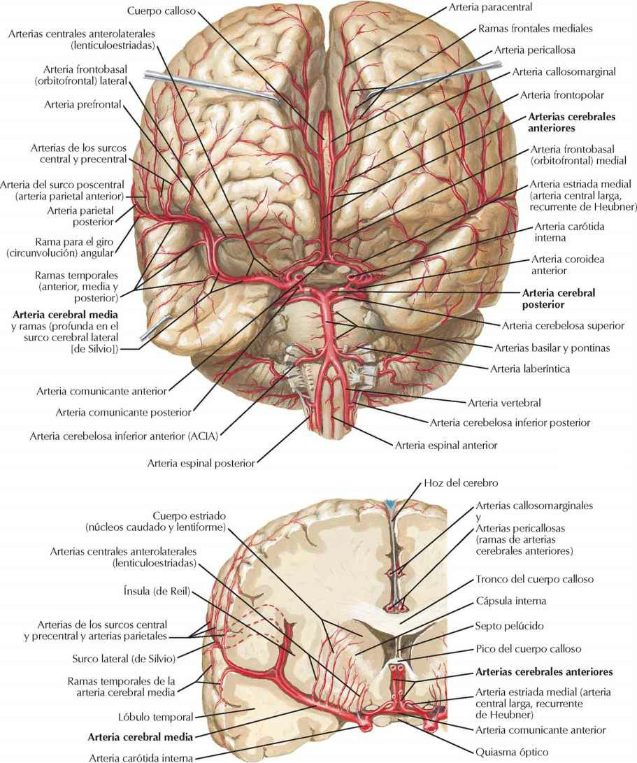 Arterias del encéfalo: visión y sección
frontales.