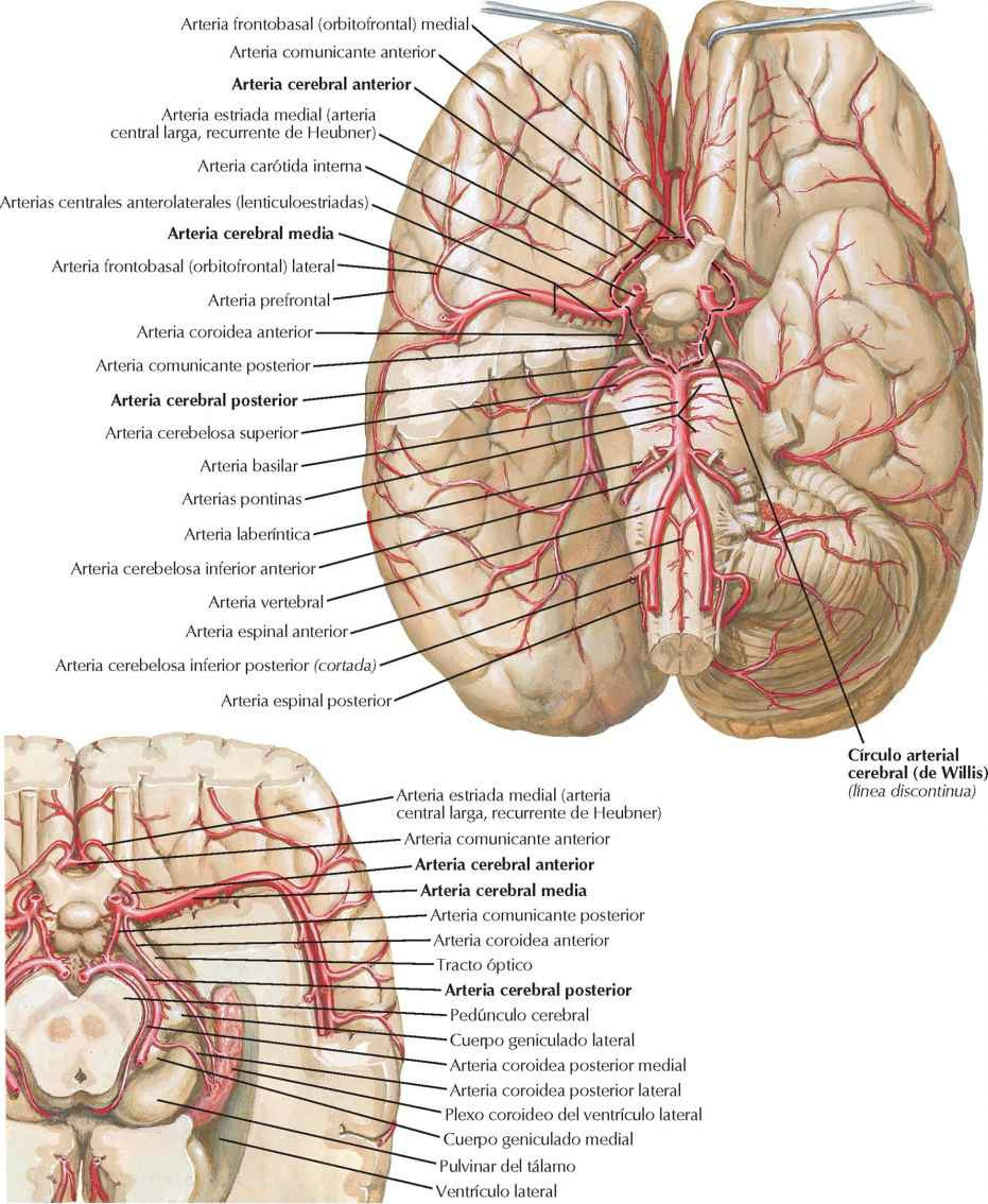 Arterias del encéfalo: visiones inferiores.
