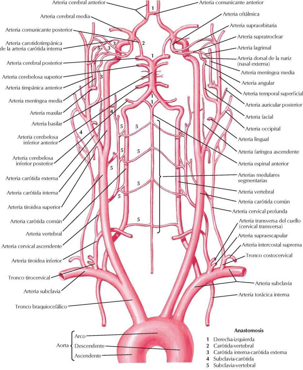 Arterias del encéfalo: esquema.
