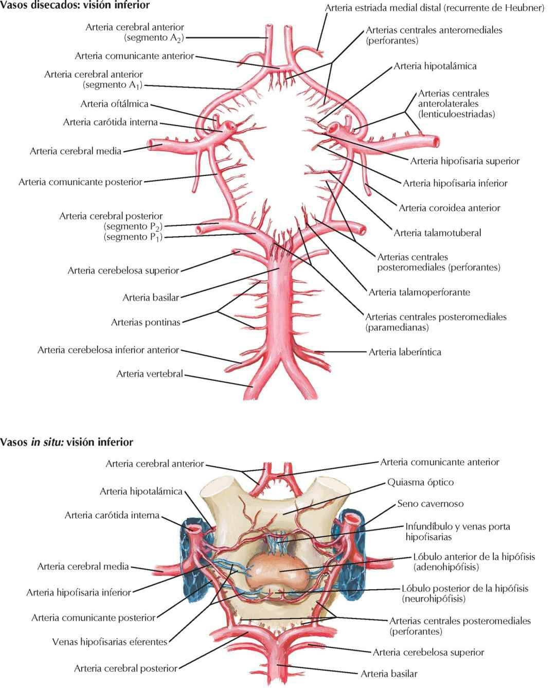 Círculo arterial cerebral (de Willis).