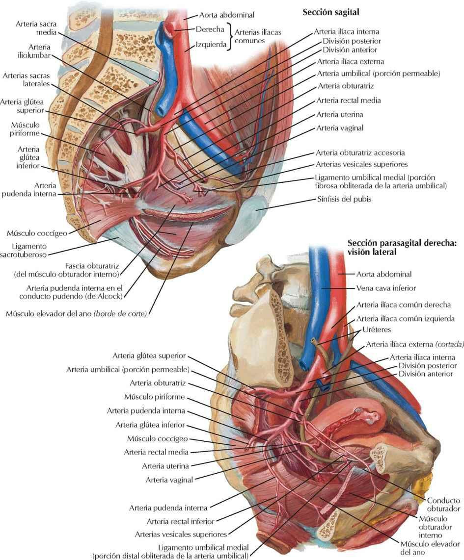 Arterias de la pelvis: mujer