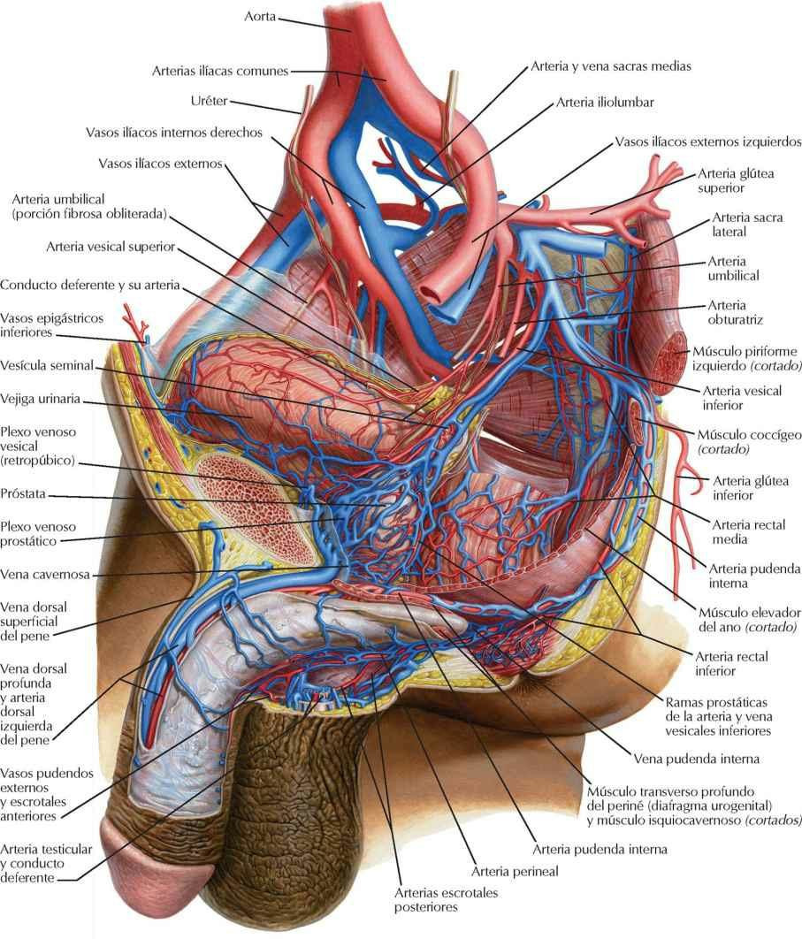 Arterias y venas de la pelvis: varón