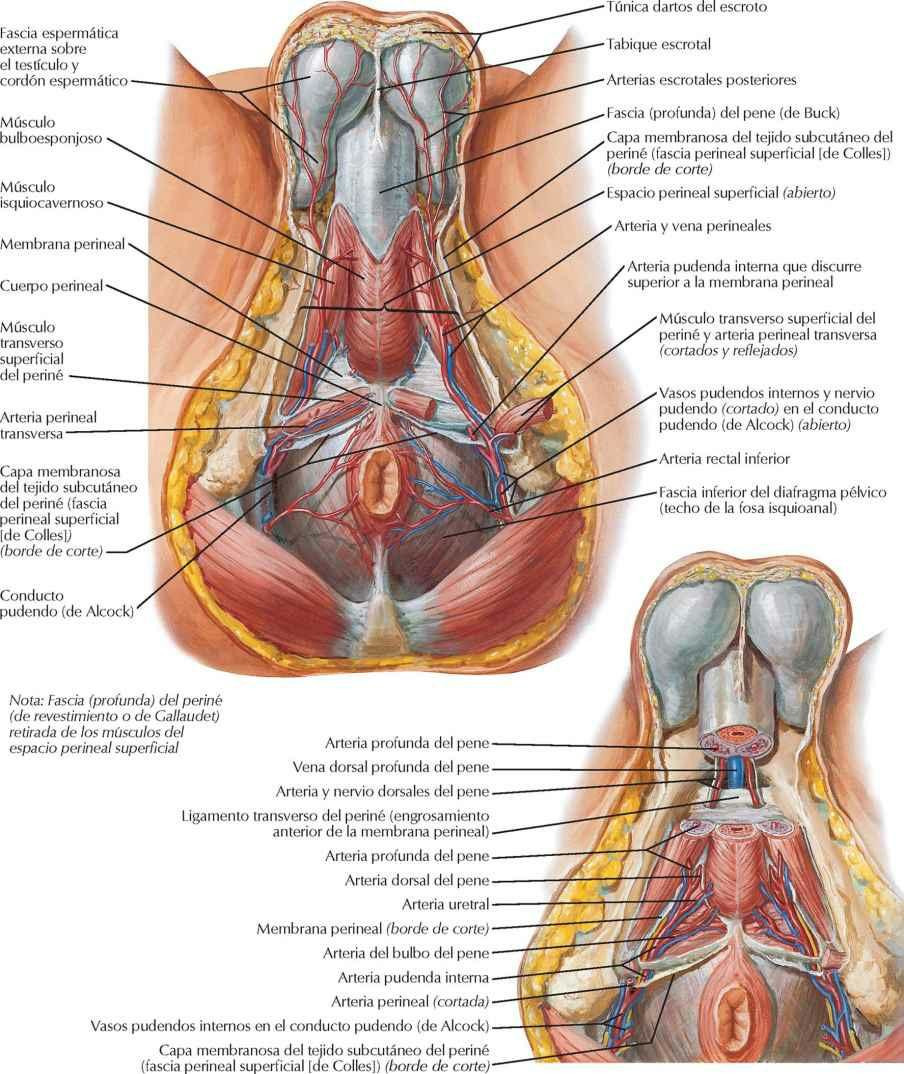 Arterias y venas del periné: varón
