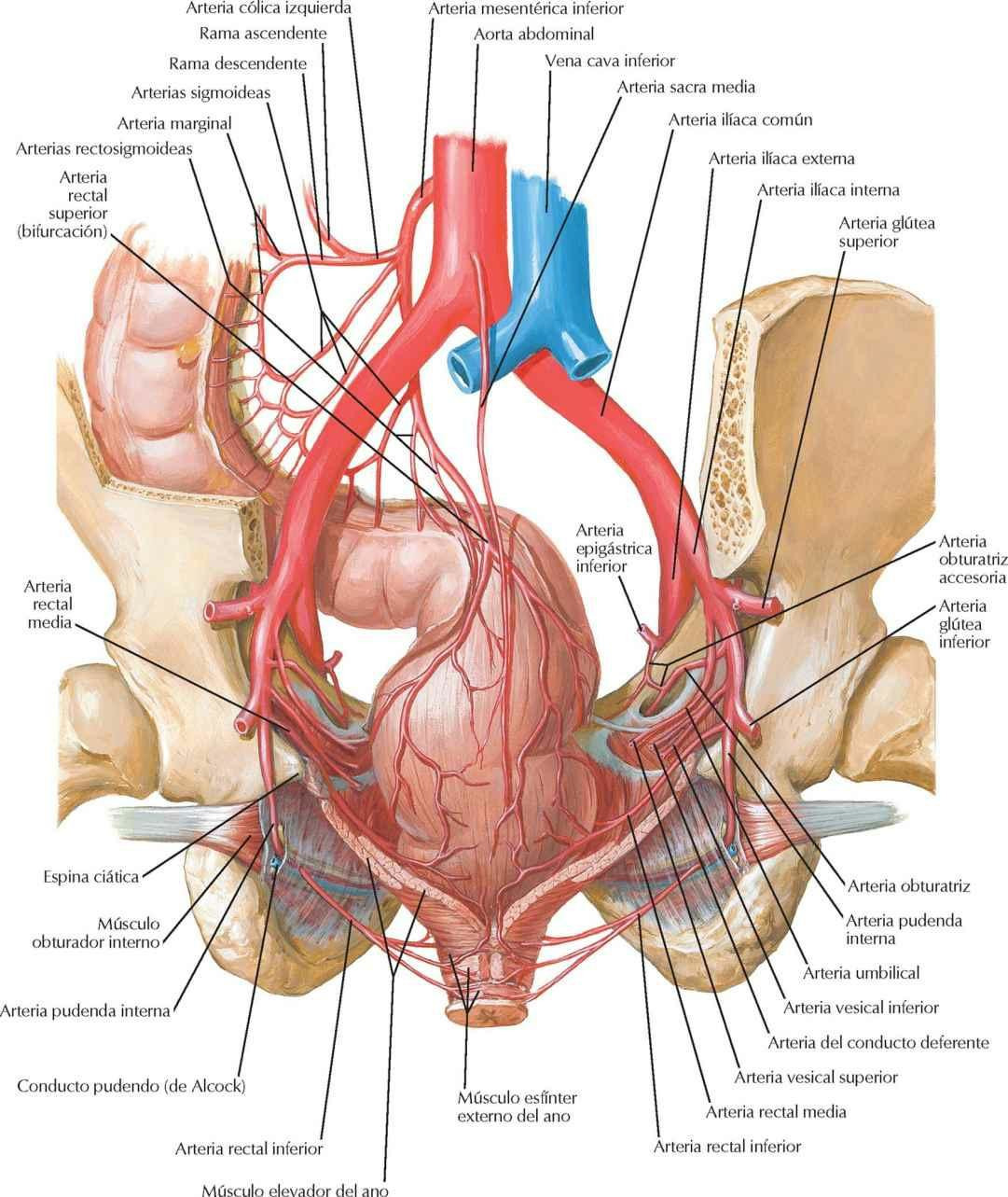 Arterias del recto y conducto anal en el varón: visión posterior